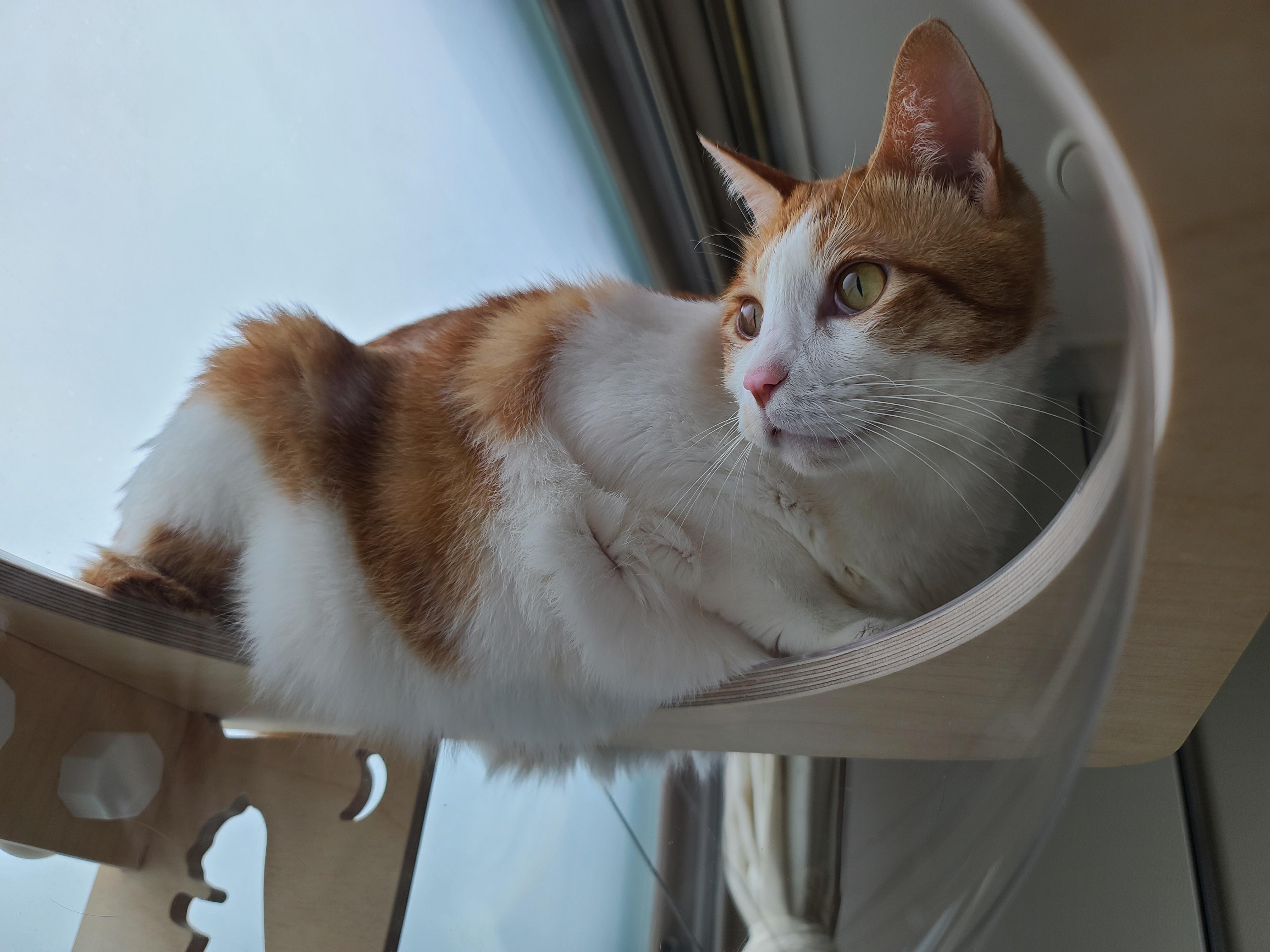 조심성 많고 소심한 막둥이의 캣볼 탐험기!! 결국 막둥이는...