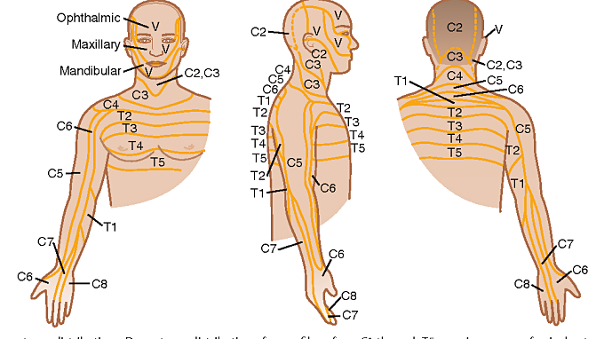 목디스크의 위치에 따른 증상 차이