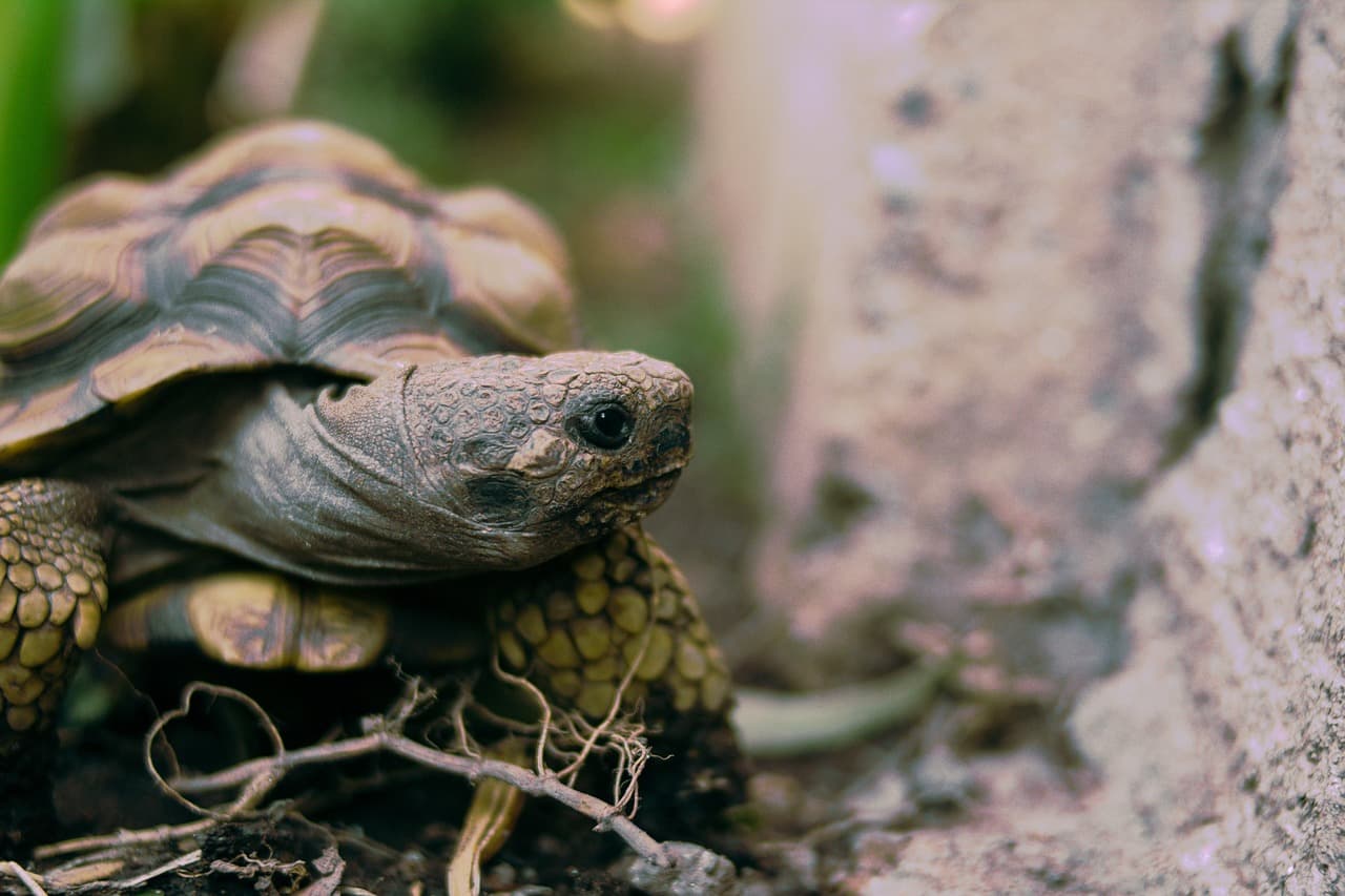 (초보자 ver)육상 거북 완벽 가이드7 - 헤르만 거북 사육 가이드: 서식지와 식단 관리법
