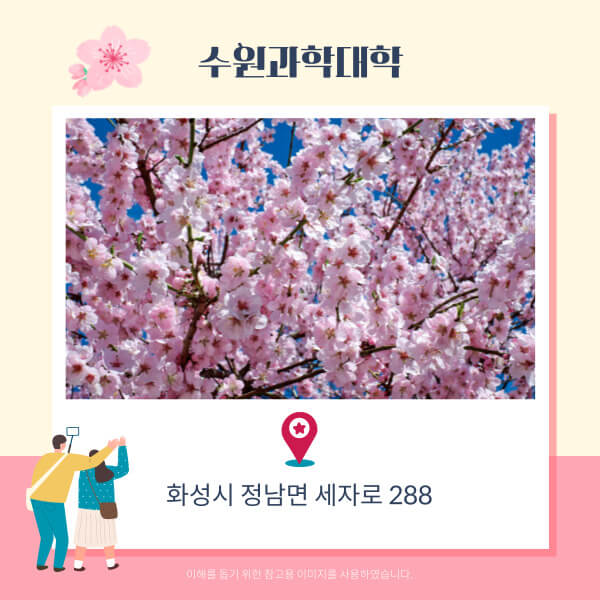 화성벚꽃명소-수원과학대학교