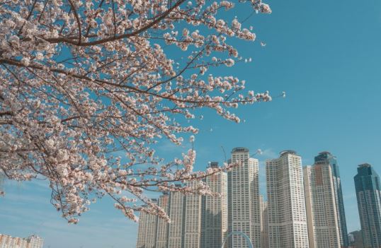  광안리 벚꽃 명소