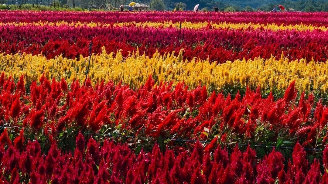 병풍도