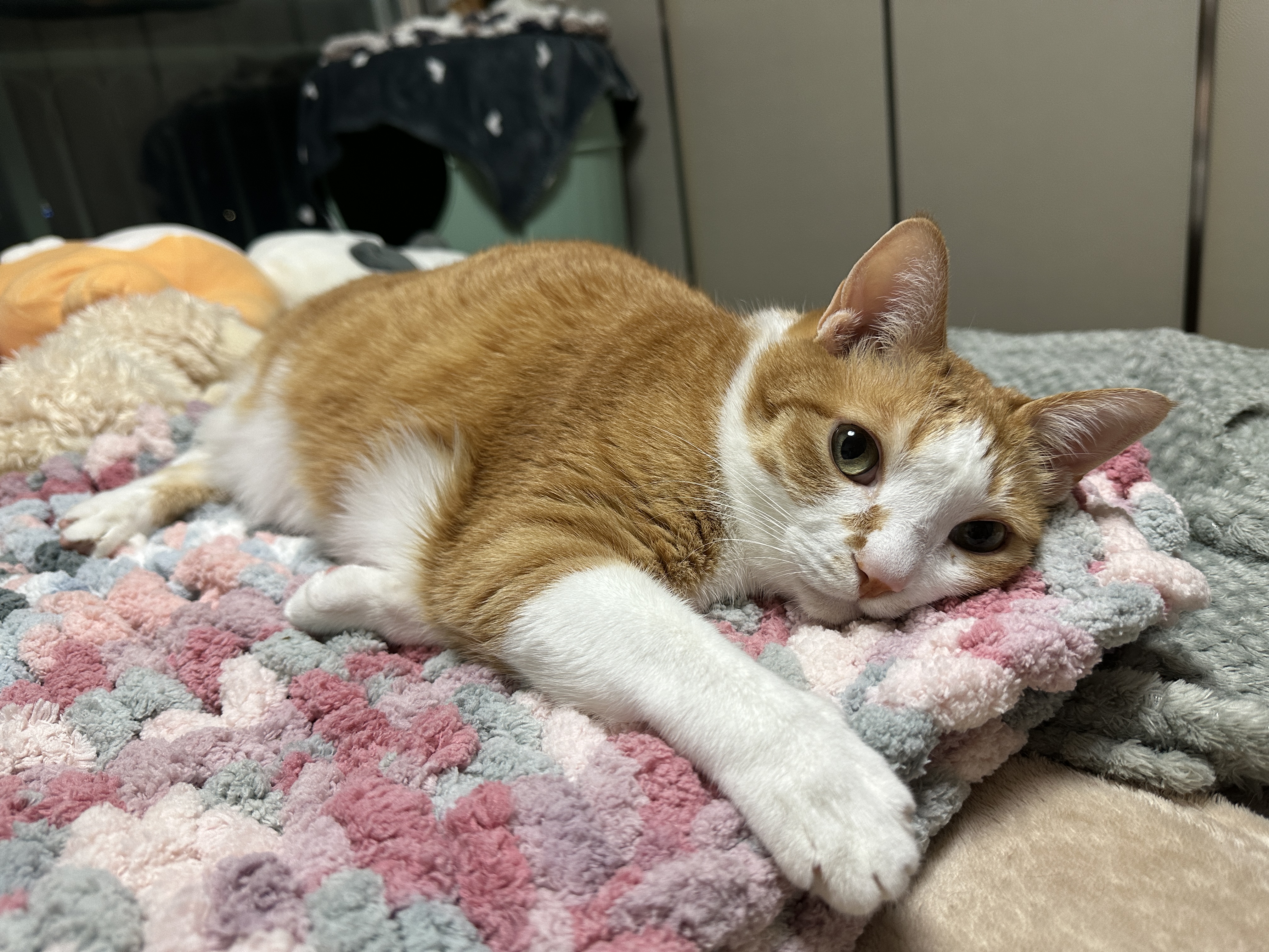 엄마가_만든_청키수면사_담요가_너무_맘에_드는_호야_3