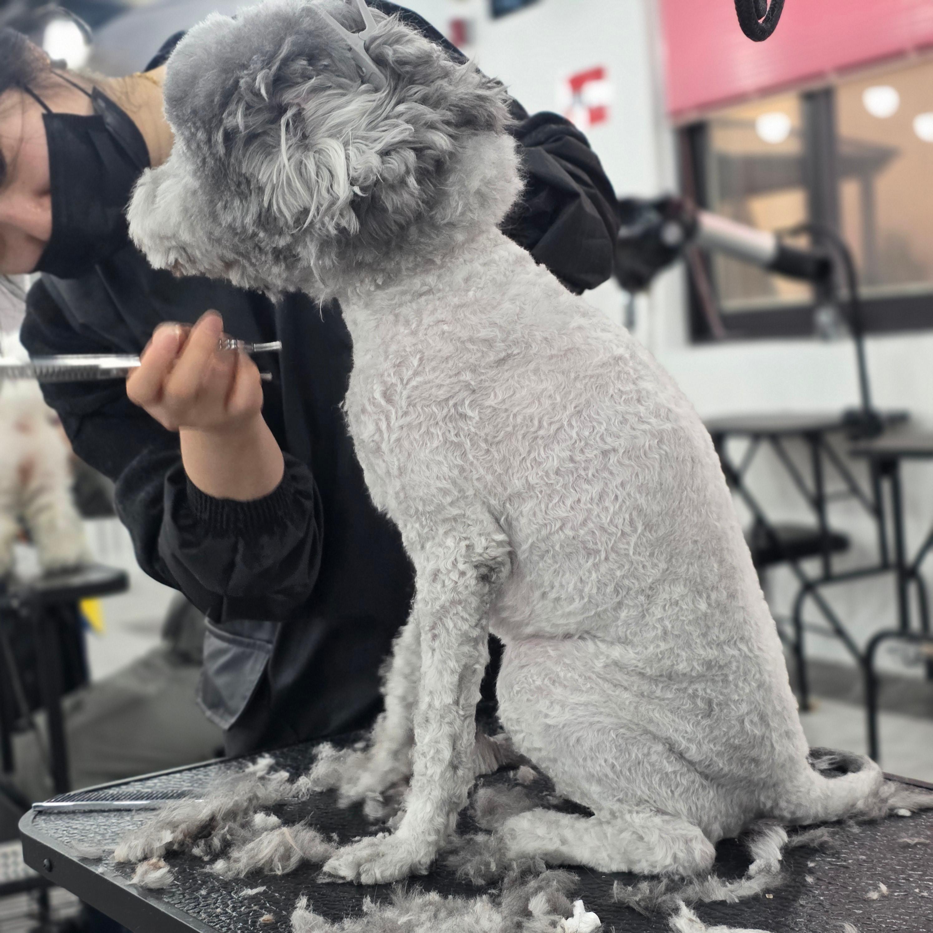 평택강아지미용학원