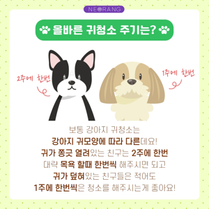 강아지 귀 청소