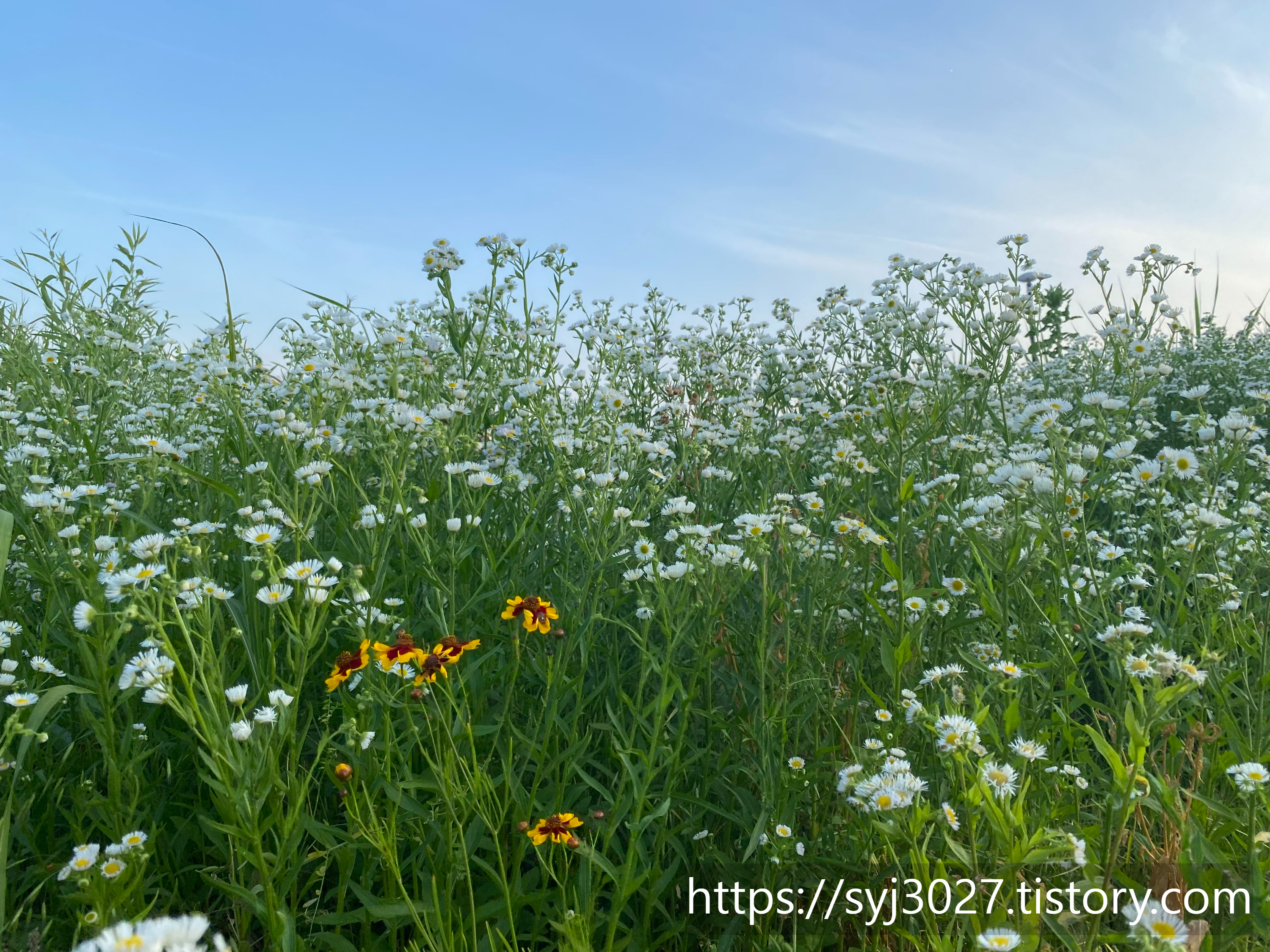Alt 속성 문제 해결 설명 이미지