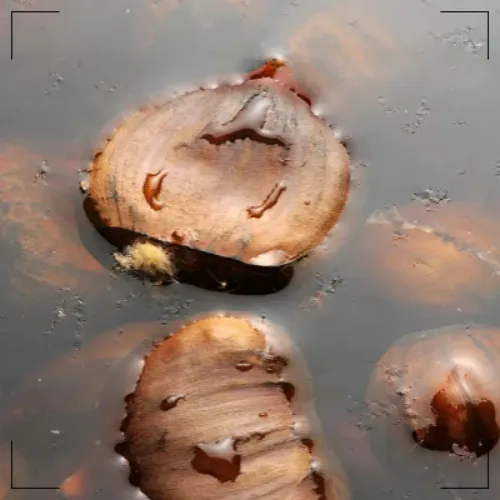 밤 보관하는 방법:생밤8