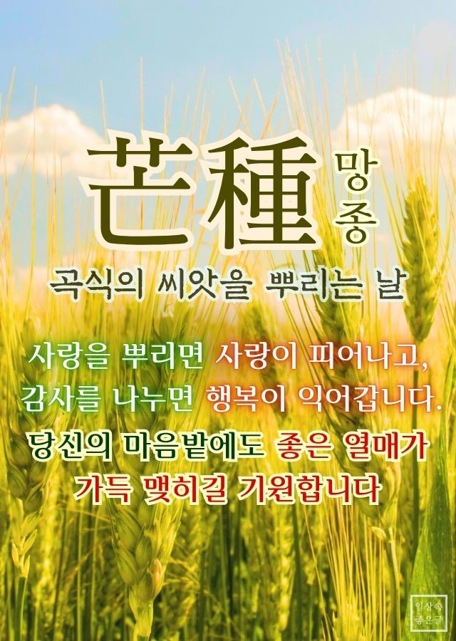 망종 인사말 이미지, 곡식밭 배경과 따뜻한 글귀