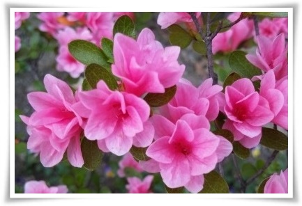 "철쭉" 봄을 수놓는 붉은 유혹, 당신이 몰랐던 화려한 비밀의 꽃!