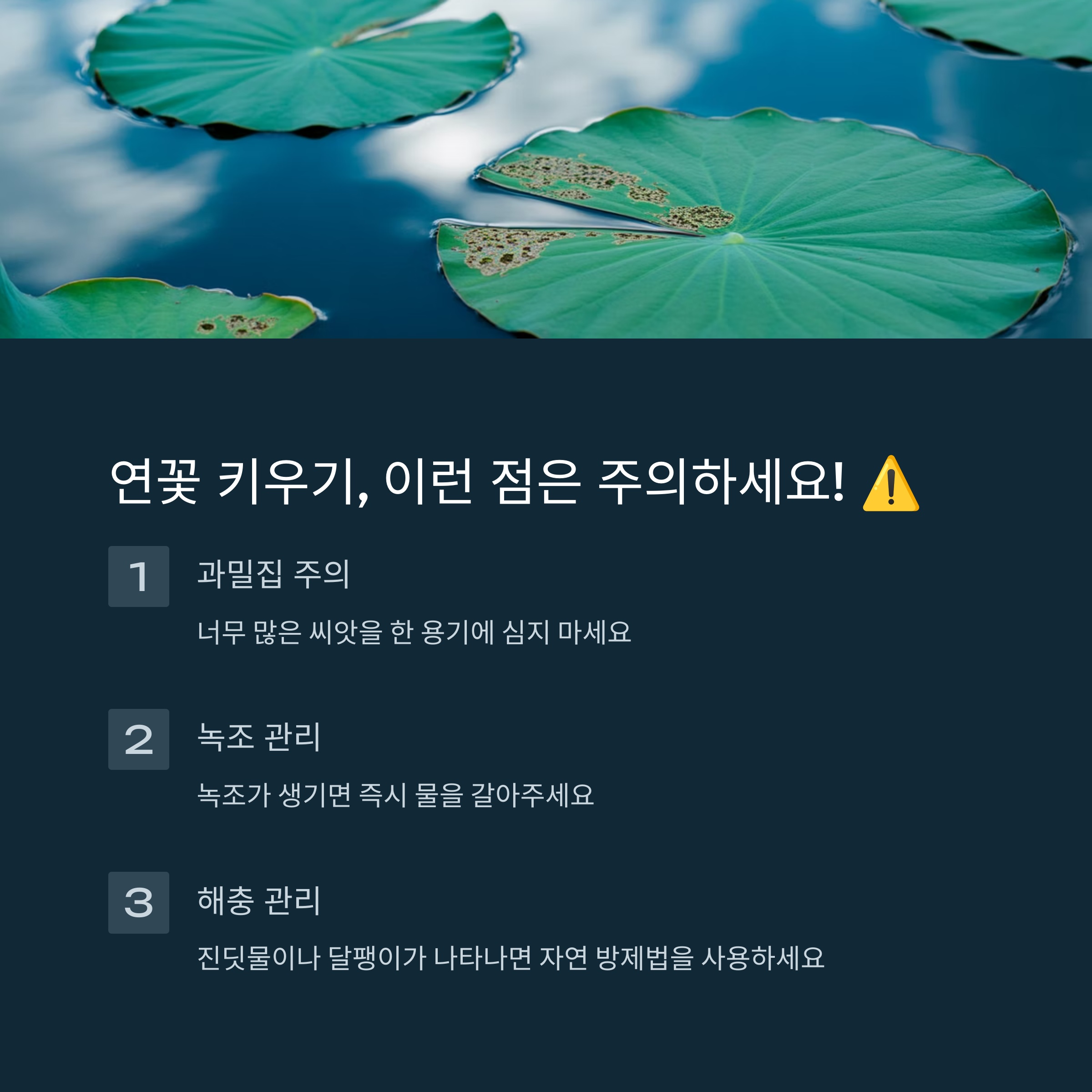 연꽃 키우기