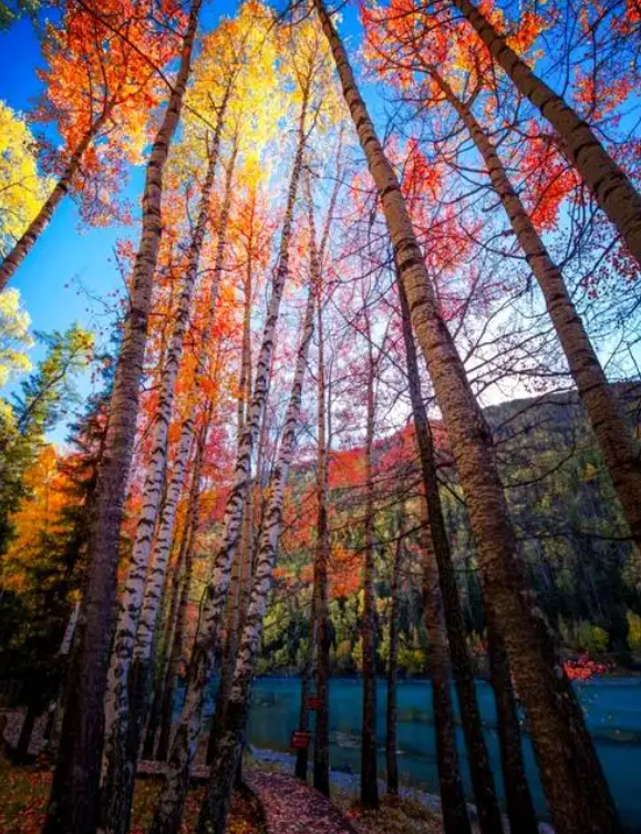 신장가을 나무숲