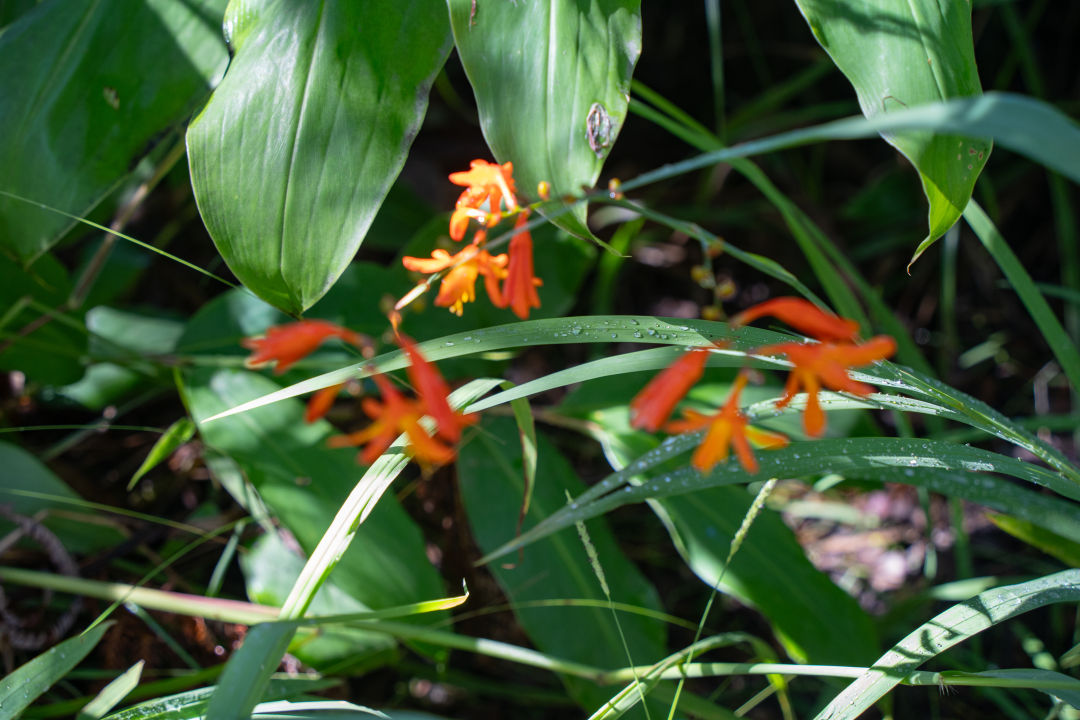 칼라우에아 이키 전망대 열대우림