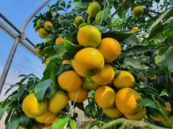 황금향 재배 개화기 관리 수분 수정 과실 비대_3