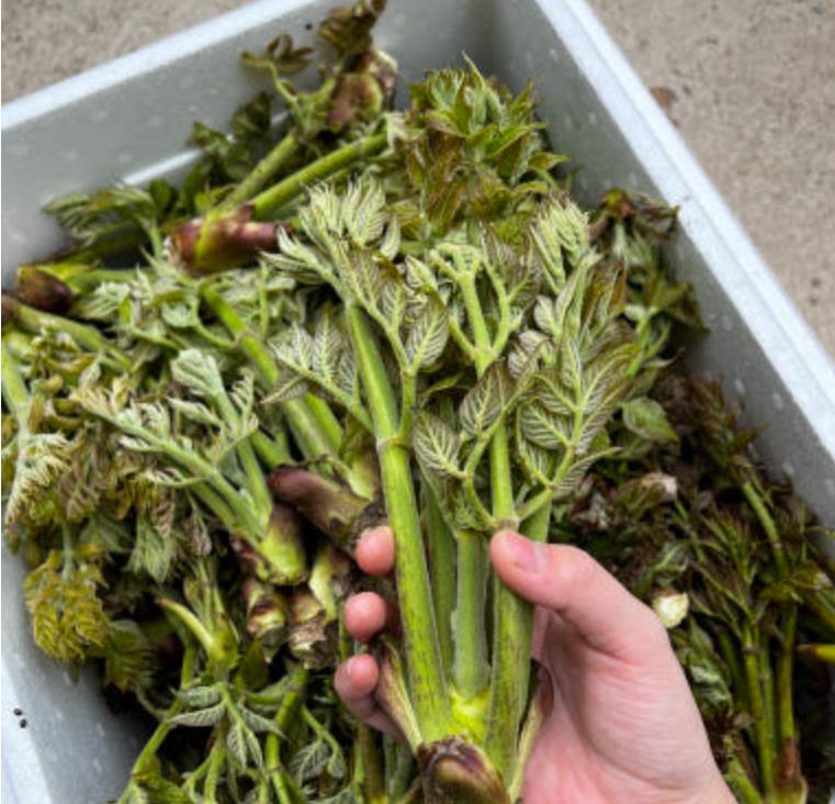 방금 채취한 생방송투데이 참두릅