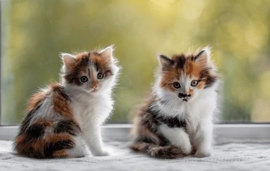 고양이11