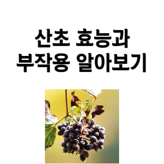 산초 효능과 부작용