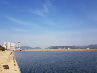 마산 해안도로 5월의 꽃 다정큼나무 산딸나무 해당화_14