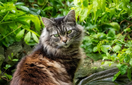 반려동물 영양제 주요 기능별 분류 관련 사진