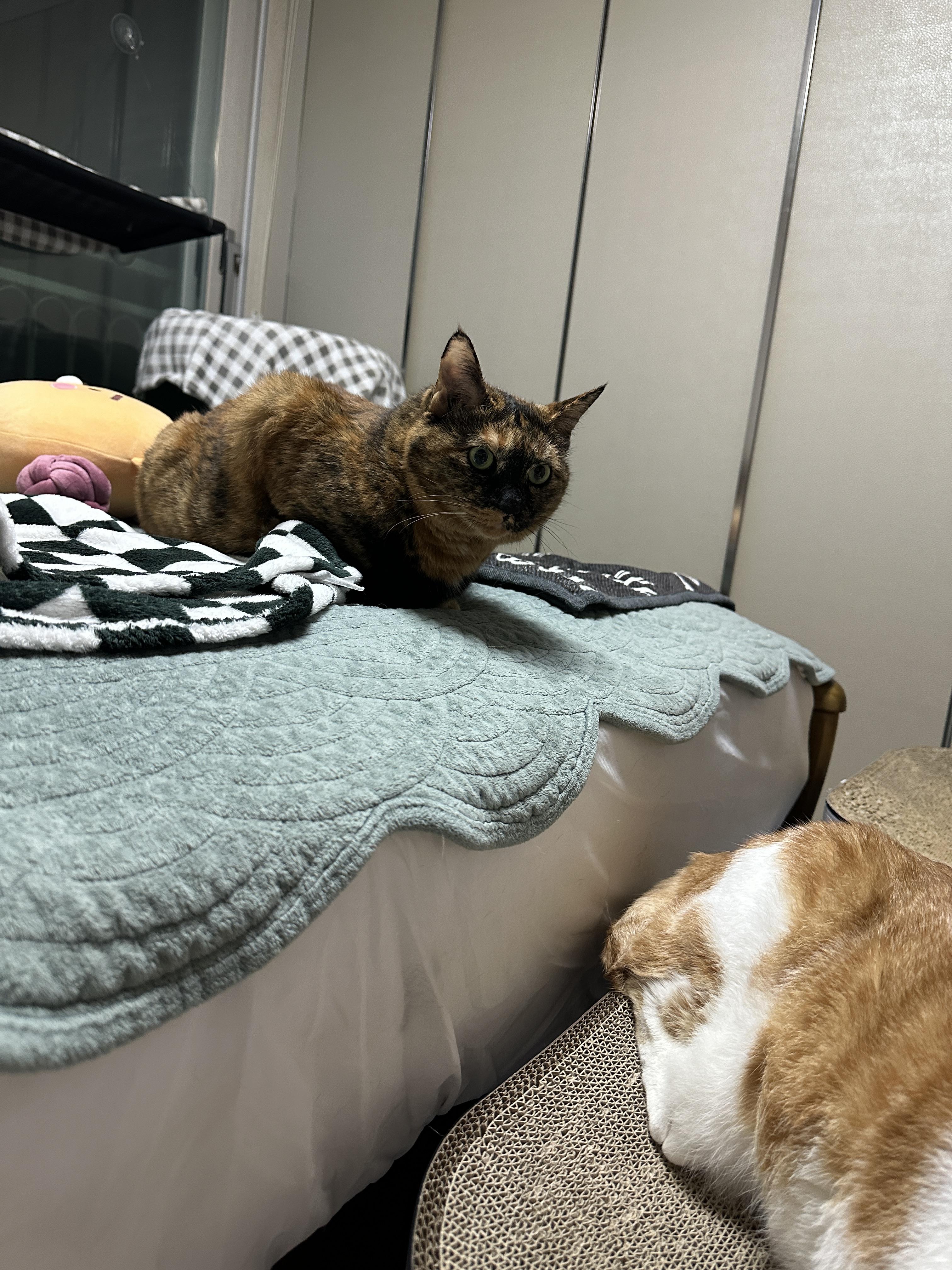 사랑이도_항아리바구니_보고_있는중