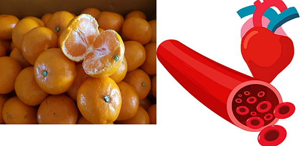 귤의 효능_혈관 건강