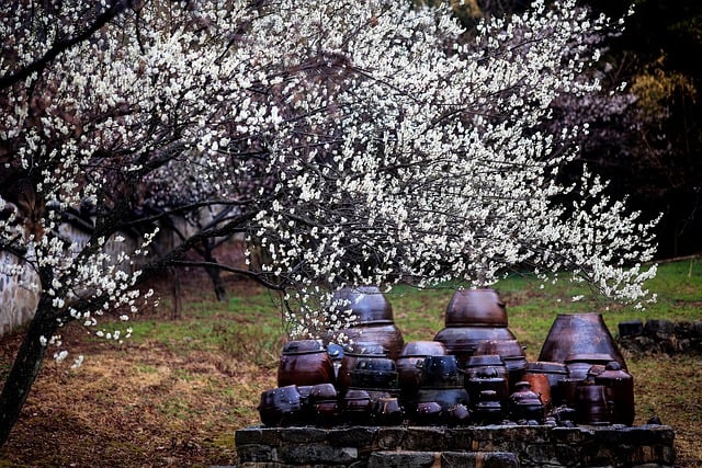 2025 전국 매화꽃 개화시기 및 축제일정 주차안내