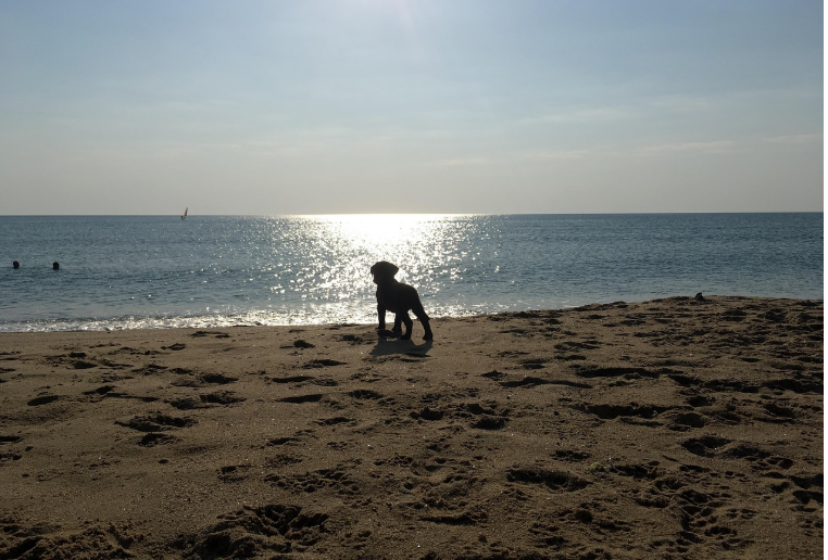 반려견과 즐기는 바다 휴가 관련 사진