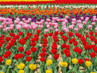 충북 튤립 명소 BEST 5🌷 청주 상당산성 봄 데이트 코스 & 역사탐방 꽃길 여행지 총정리