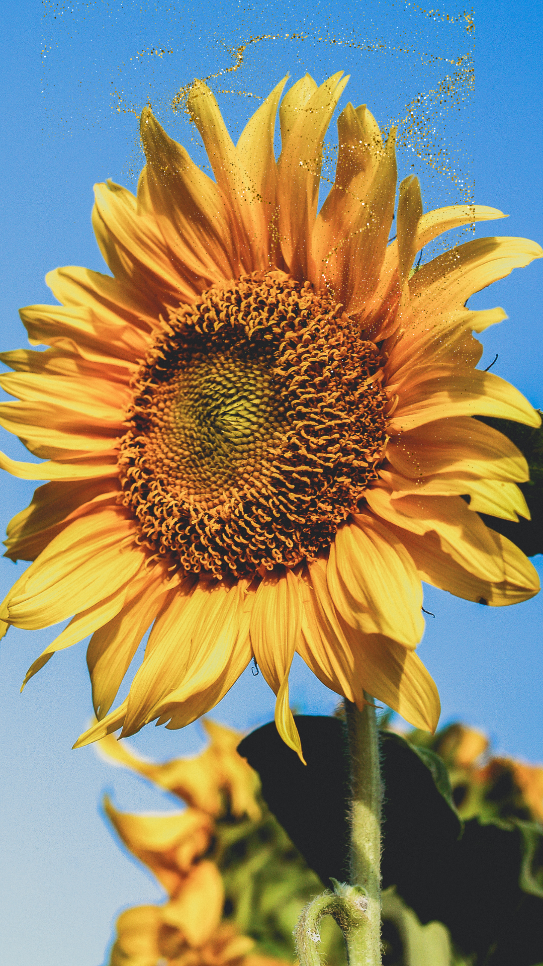 돈 들어오는 그림 해바라기 황금돼지 재물 바탕화면