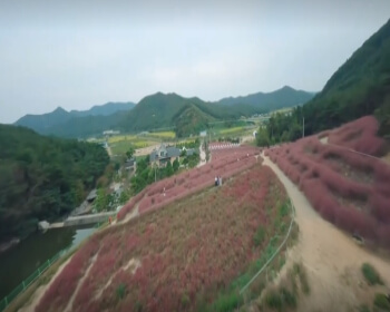 고창 핑크뮬리 축제_11