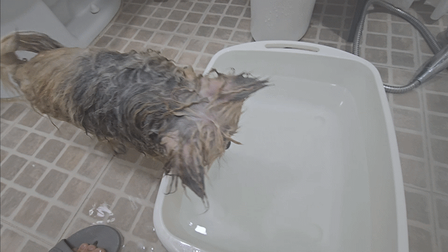 욕조에 들어가는 강아지