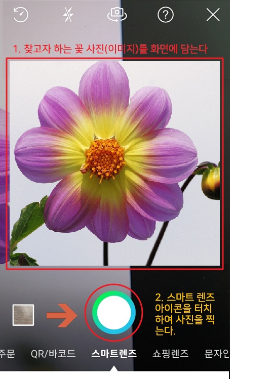 네이버 앱 스마트 렌즈 꽃 이름 찾기