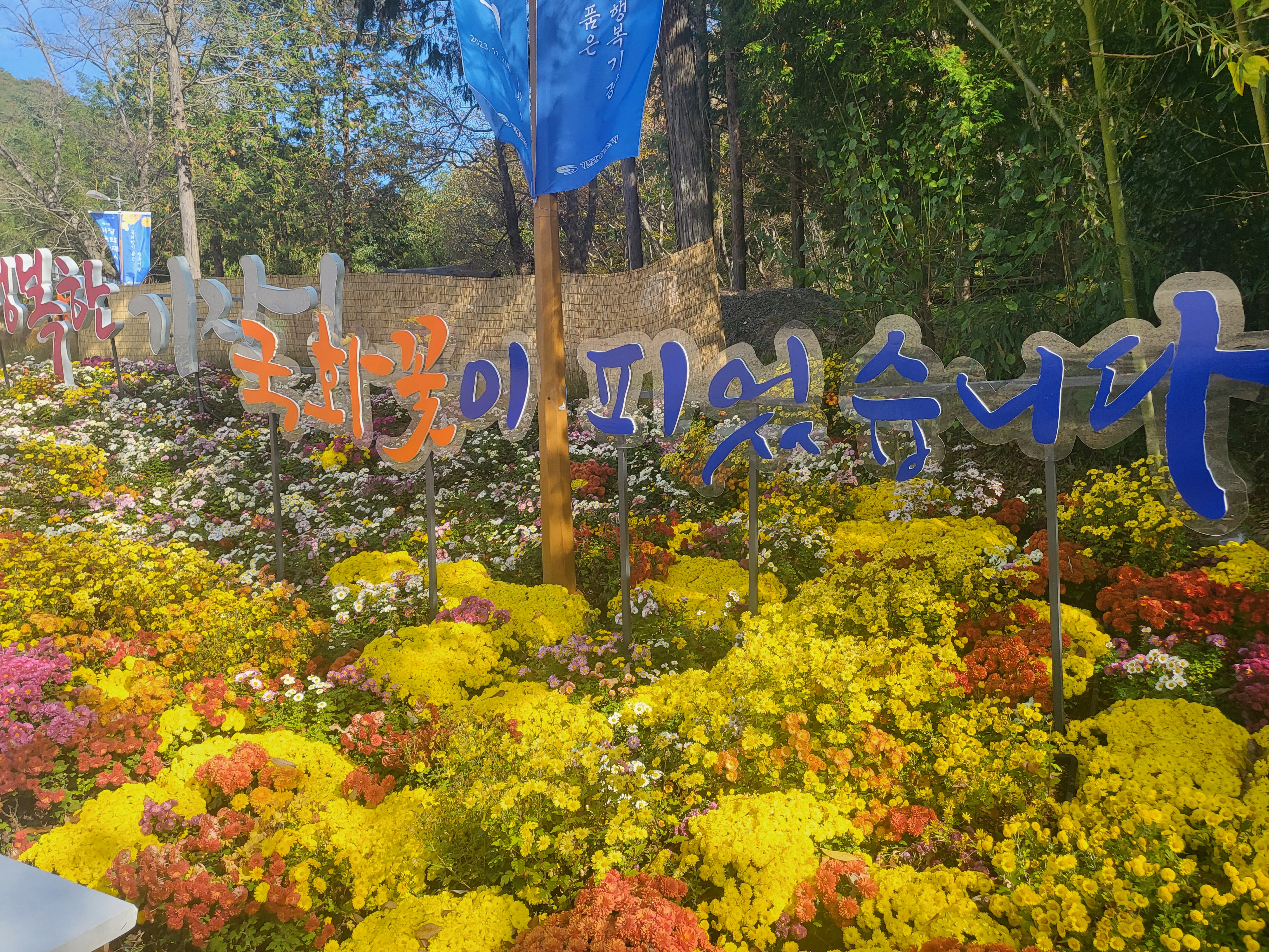 국화 향기 가득한 부산 기장 장안사 제 7회 기장 국화분재전시회가 열렸습니다.