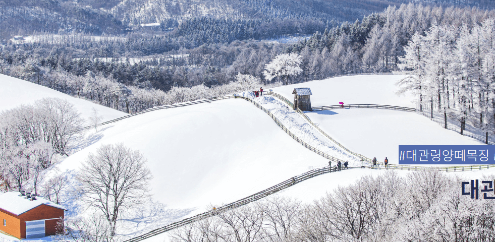 겨울 여행지 추천 대관령양떼목장