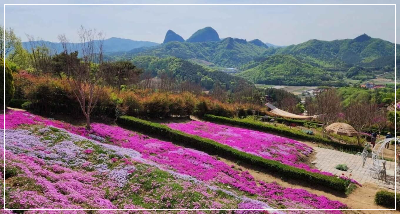 진안 가볼만한곳 베스트10 진안 꽃잔디동산
