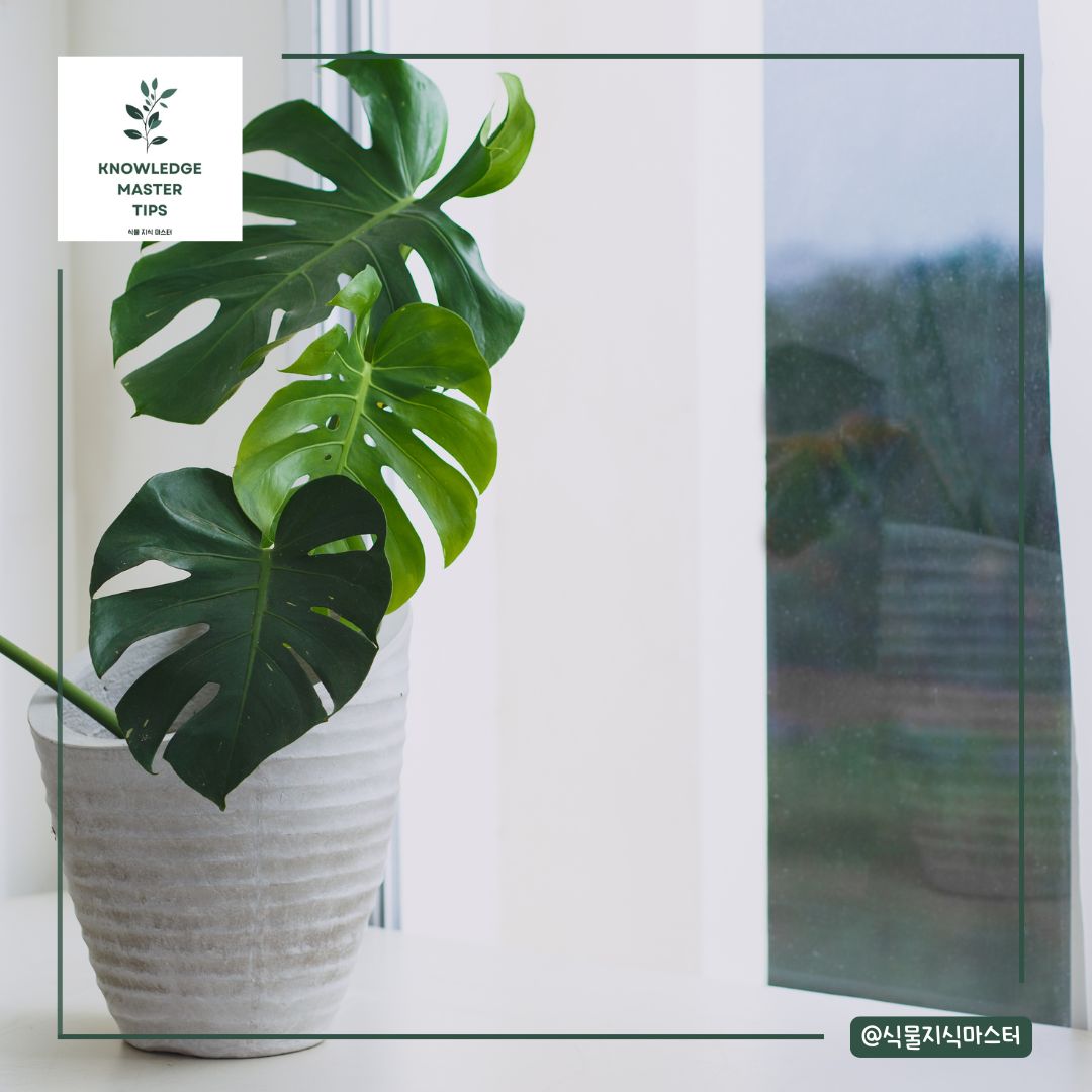 건강한 몬스테라를 위한 공기 순환