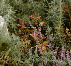 참당귀 효능 참당귀 뿌리 효능