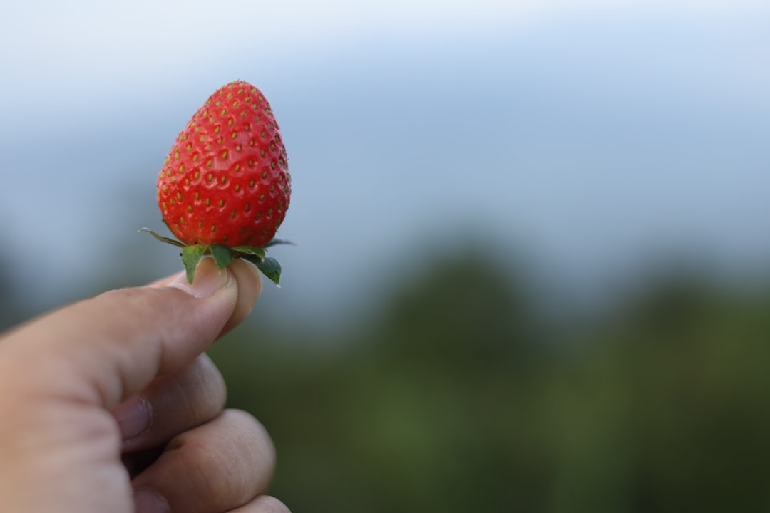 Nonsan Strawberry Festival