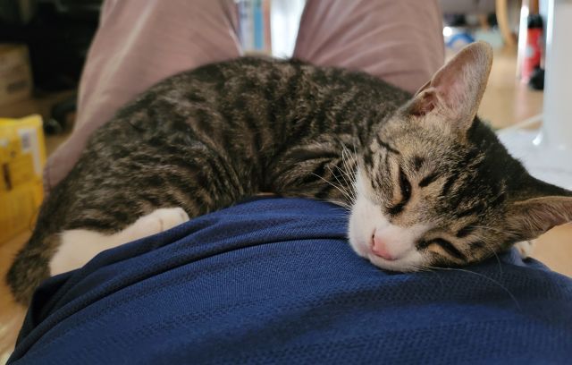 집사 배에 올라가 자는 고양이