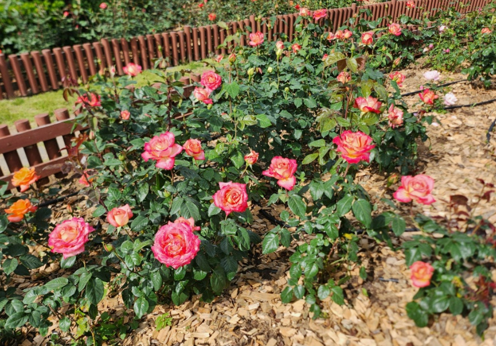 2024 삼척 장미축제 개화