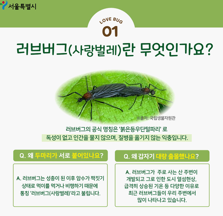 러브버그 설명문