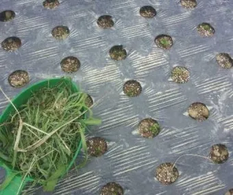 방풍나물 재배 모종 심기 바람막이 설치 생육 관리_13