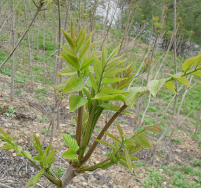 등산 갔다가 풀독 올랐을 때 쎄레스톤지 크림이 직빵!