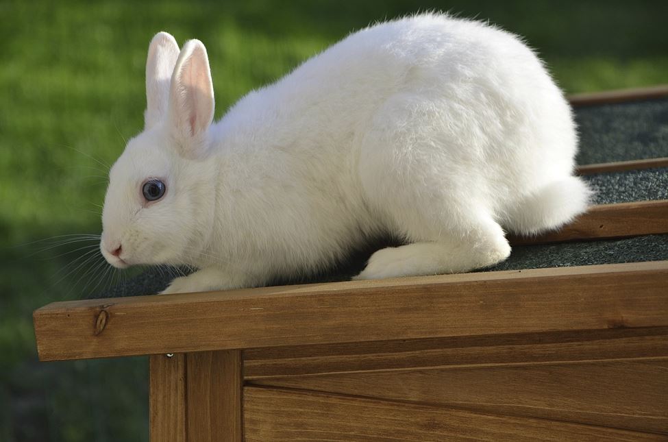 2026년 토끼띠 월별 운세 총정리