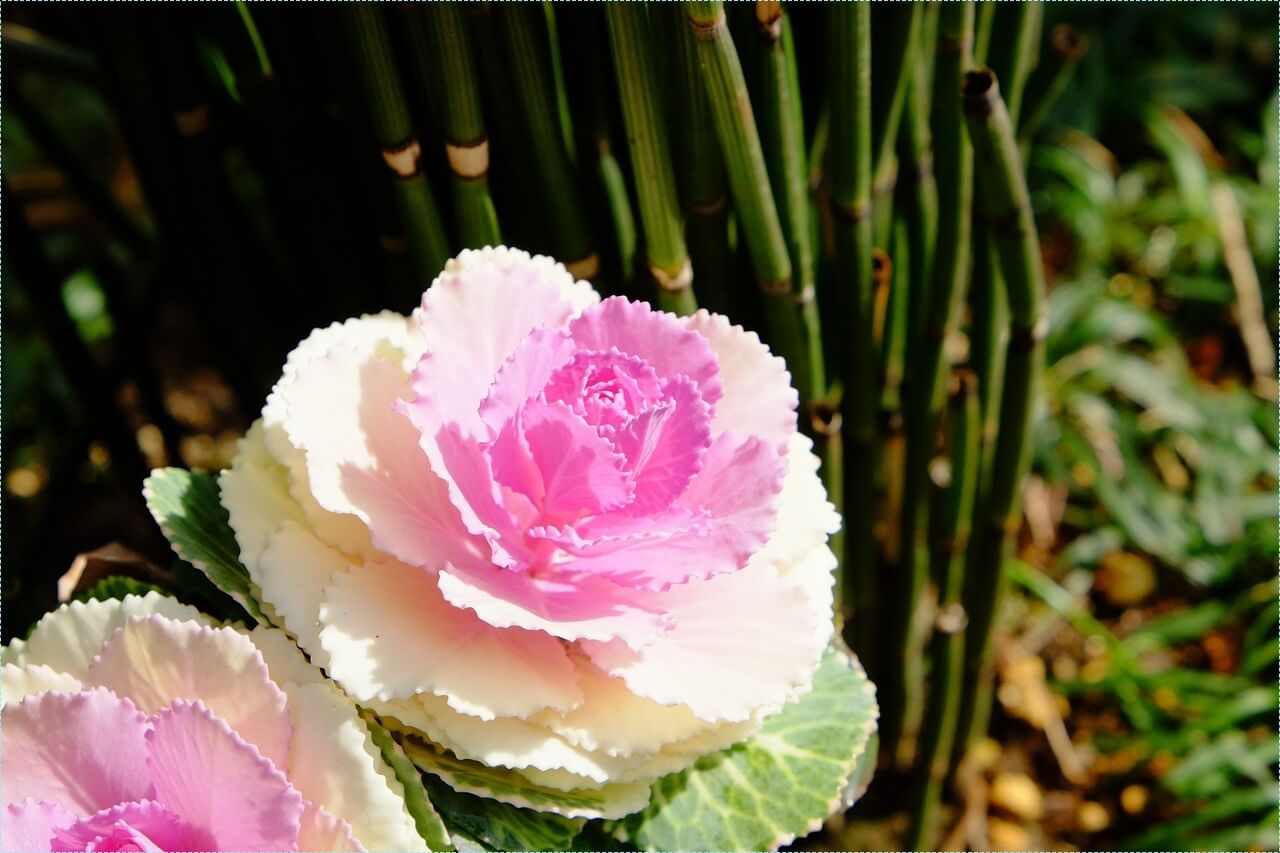 우체국 적금 금리