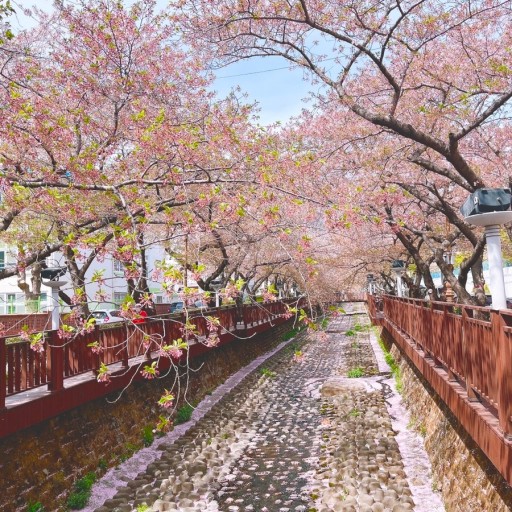 벚꽃 개화시기