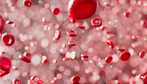 동그랗고 납작한 적혈구가 혈관 내에서 흘러가는 모습