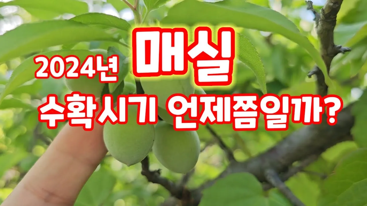 매실 수확시기 중부지방 남부지방 광양 지역별 정리_8