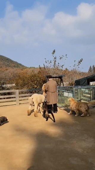 운동장 안 동물들