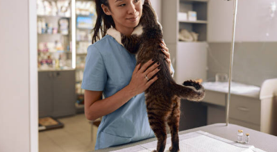 고양이가 병원에서 백신을 맞고 있는 이미지