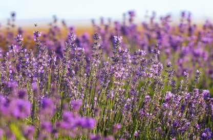 장성 황룡강 꽃길 따라, 현지인 강력 추천 장성 맛집 5선!